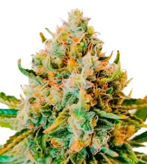 1727802080985.png 1727802080985.png