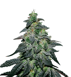 1727975074289.png 1727975074289.png