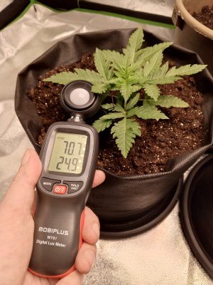 Горилла1.jpg Горилла1.jpg