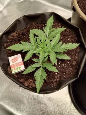 Горилла2.jpg Горилла2.jpg