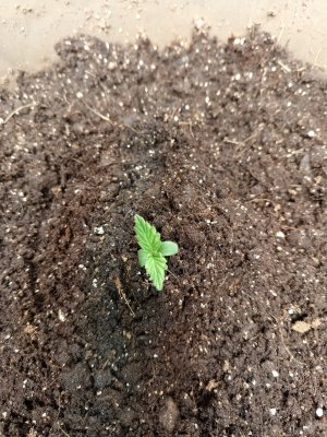 Пассажир1.jpg Пассажир1.jpg