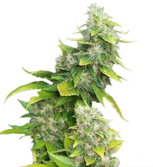 1728407289973.png 1728407289973.png