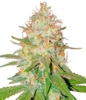 1728412720442.png 1728412720442.png