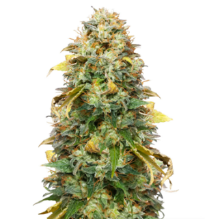 1728643002739.png 1728643002739.png