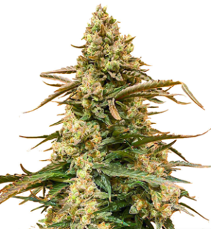 1728643012267.png 1728643012267.png