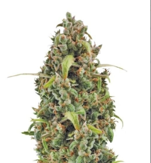 1728839733812.png 1728839733812.png