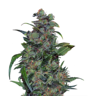 1728842782981.png 1728842782981.png