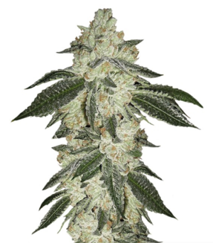 1728842799917.png 1728842799917.png