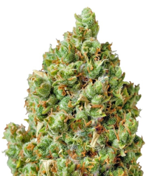 1728842812716.png 1728842812716.png