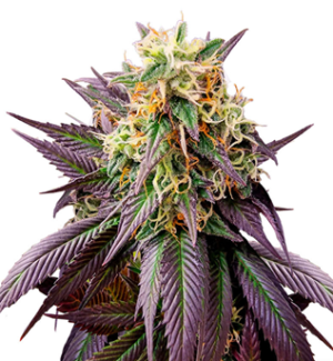 1728903296508.png 1728903296508.png