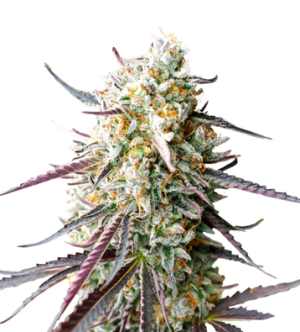 1728922358077.png 1728922358077.png