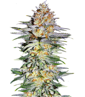 1729016185515.png 1729016185515.png