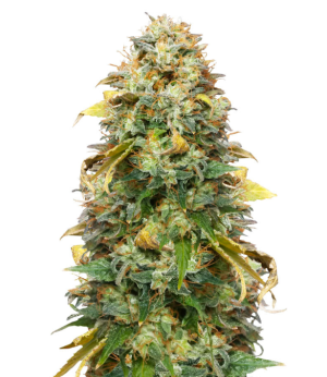 1729016239428.png 1729016239428.png