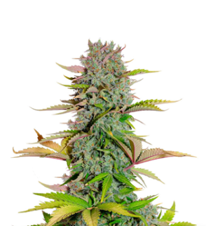 1729157415836.png 1729157415836.png