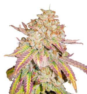 1729157424285.png 1729157424285.png