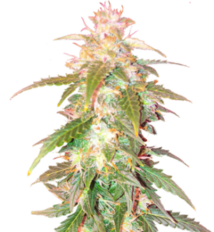 1729184358169.png 1729184358169.png