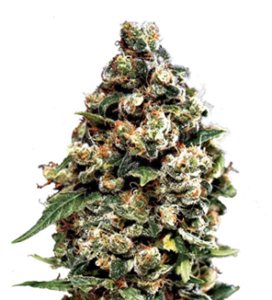 1729184362571.png 1729184362571.png