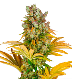 1729184371294.png 1729184371294.png