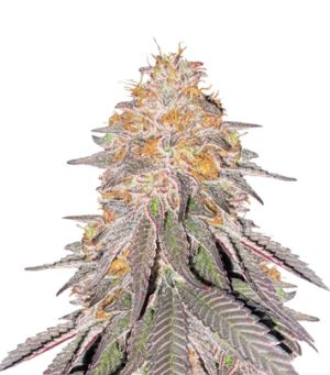 1729248524352.png 1729248524352.png