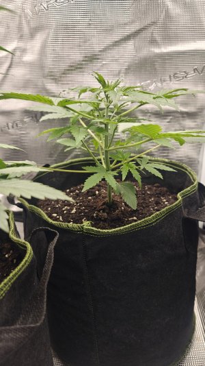 IMG20241018194059.jpg IMG20241018194059.jpg