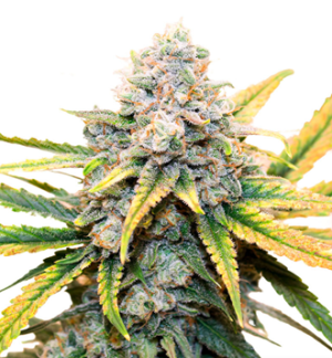 1729341077216.png 1729341077216.png