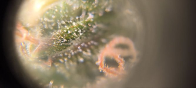 5233500899983352812 (1).jpg