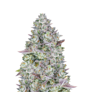 1729423013810.png 1729423013810.png