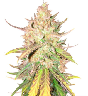 1729590350482.png 1729590350482.png