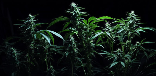 1729595909550.png 1729595909550.png