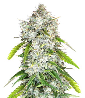 1729596005947.png 1729596005947.png