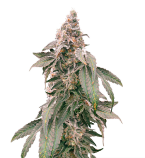 1729695928335.png 1729695928335.png