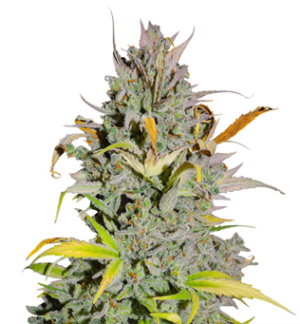 1729695941826.png 1729695941826.png