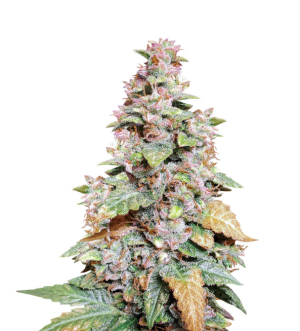 1729793477329.png 1729793477329.png