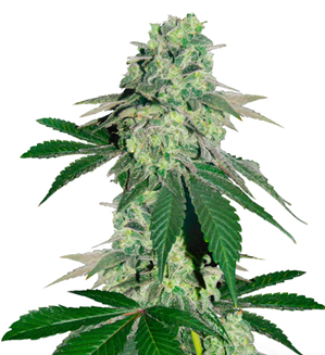 1729852966293.png 1729852966293.png