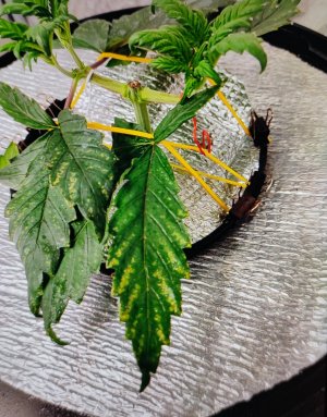 IMG_20241031_114837.jpg IMG_20241031_114837.jpg