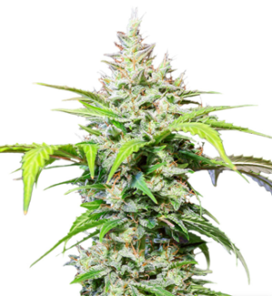 1730449842761.png 1730449842761.png