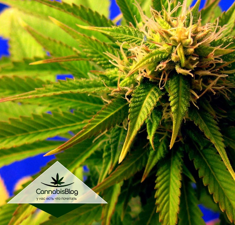 локализируем проблему отсутствия молибдена у конопли