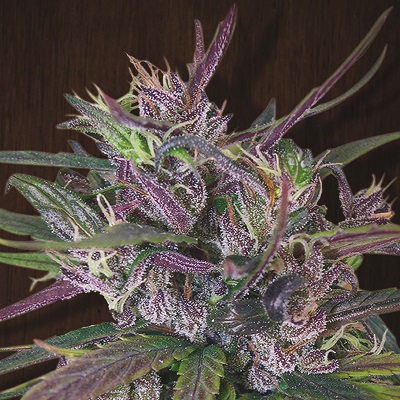 www.aceseeds.org